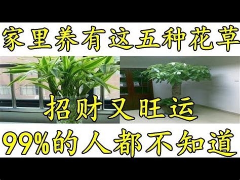 玄關招財植物|玄關招貴人！教你挑選適合擺放的植物